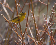Wilsons Warbler